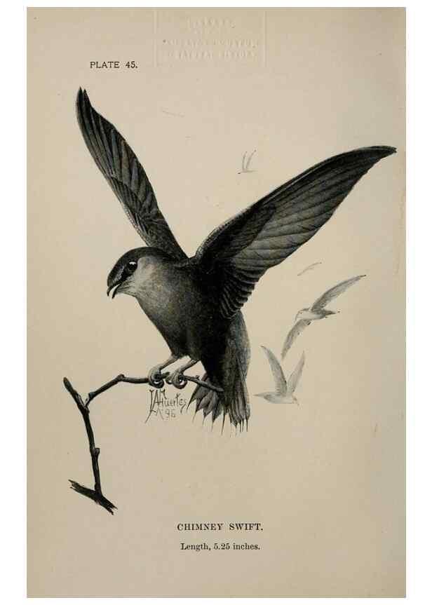 Reproducción/Reproduction 7180185265: Birdcraft :. New York :Macmillan Co.,c1897.