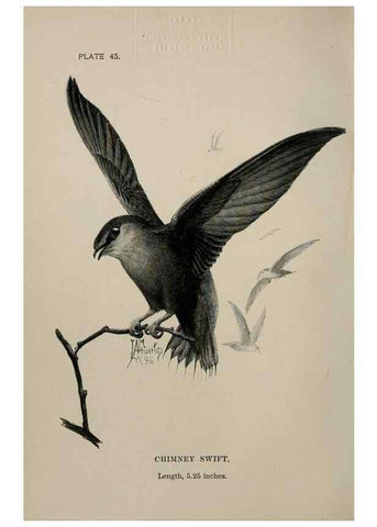 Reproducción/Reproduction 7180185265: Birdcraft :. New York :Macmillan Co.,c1897.