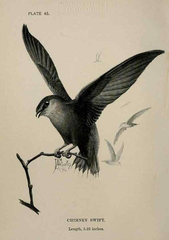 Reproducción/Reproduction 7180185265: Birdcraft :. New York :Macmillan Co.,c1897.