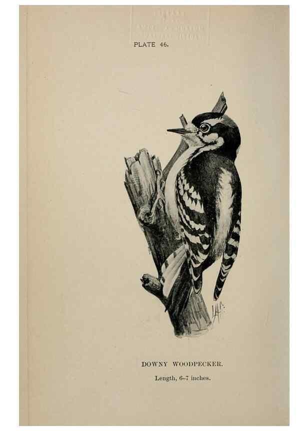 Reproducción/Reproduction 7180186167: Birdcraft :. New York :Macmillan Co.,c1897.