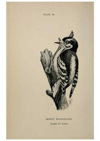 Reproducción/Reproduction 7180186167: Birdcraft :. New York :Macmillan Co.,c1897.