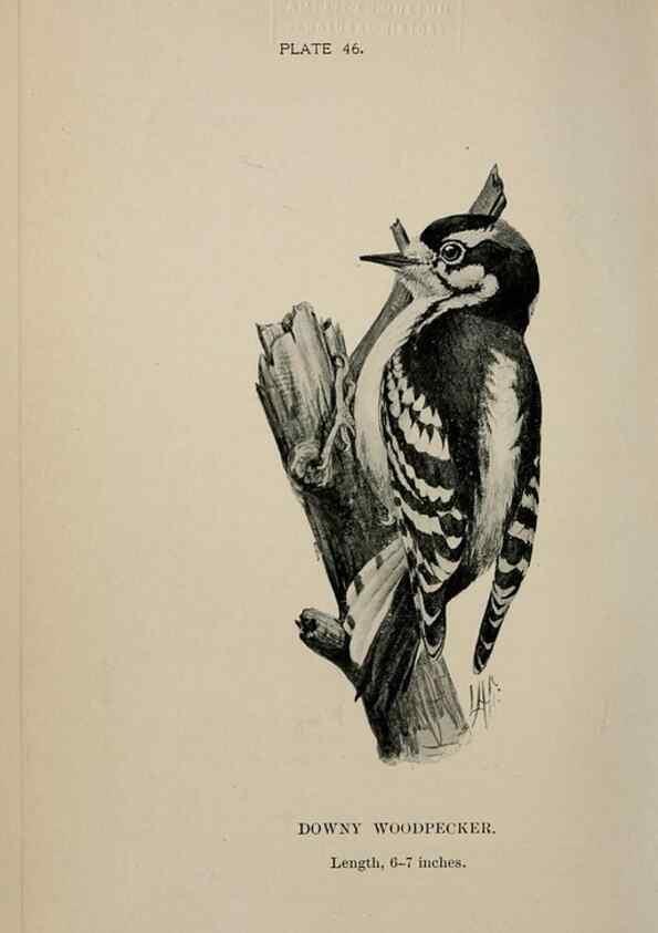 Reproducción/Reproduction 7180186167: Birdcraft :. New York :Macmillan Co.,c1897.