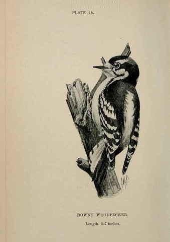 Reproducción/Reproduction 7180186167: Birdcraft :. New York :Macmillan Co.,c1897.