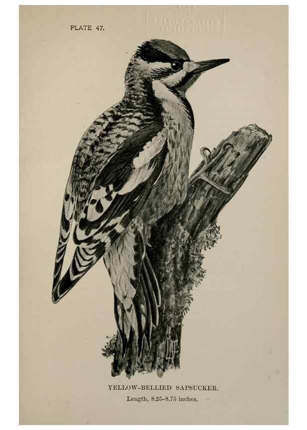 Reproducción/Reproduction 7365415022: Birdcraft :. New York :Macmillan Co.,c1897.