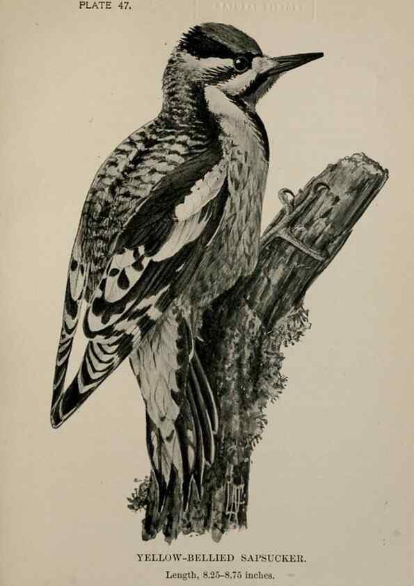 Reproducción/Reproduction 7365415022: Birdcraft :. New York :Macmillan Co.,c1897.