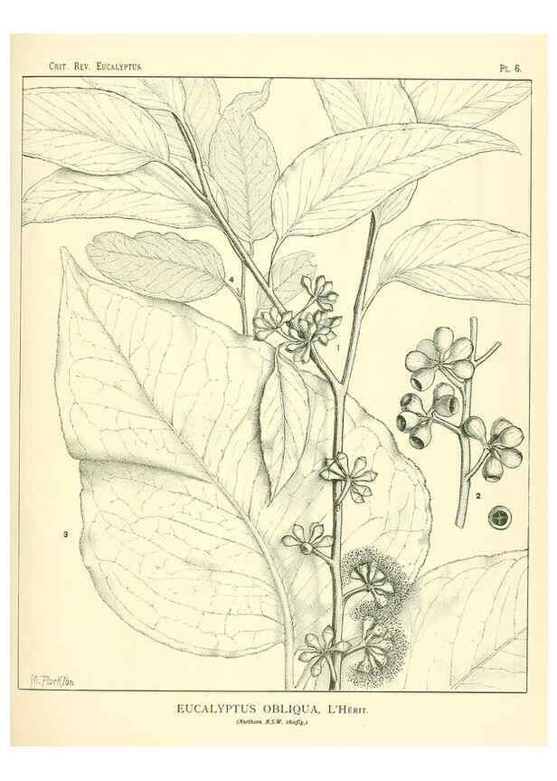 Reproducción/Reproduction 7374792104: A critical revision of the genus Eucalyptus,. Sydney,W. A. Gullick, government printer,1903-1933.