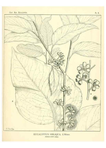 Reproducción/Reproduction 7374792104: A critical revision of the genus Eucalyptus,. Sydney,W. A. Gullick, government printer,1903-1933.