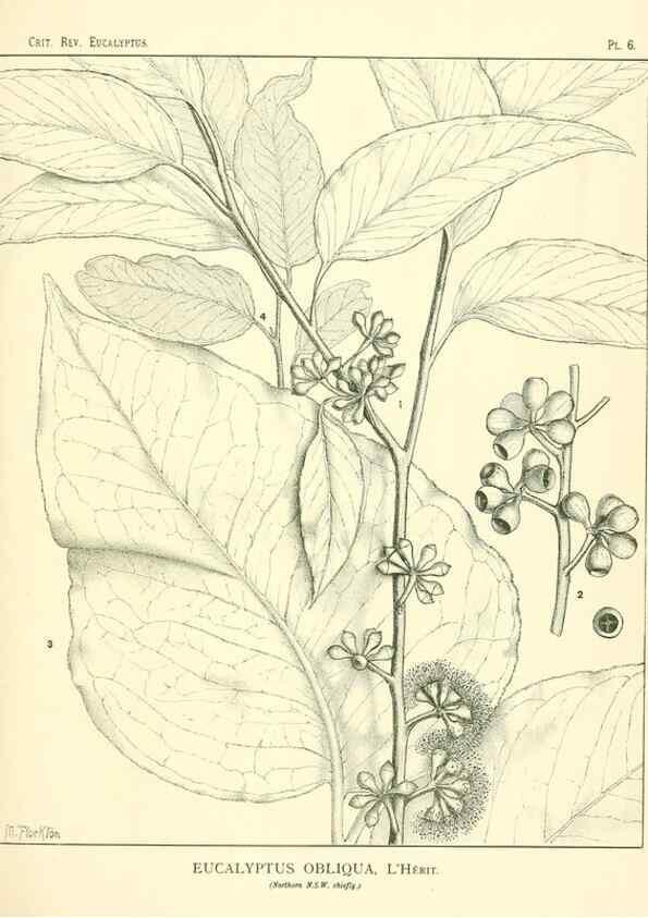 Reproducción/Reproduction 7374792104: A critical revision of the genus Eucalyptus,. Sydney,W. A. Gullick, government printer,1903-1933.