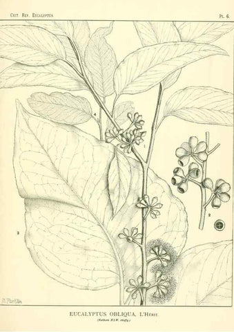 Reproducción/Reproduction 7374792104: A critical revision of the genus Eucalyptus,. Sydney,W. A. Gullick, government printer,1903-1933.