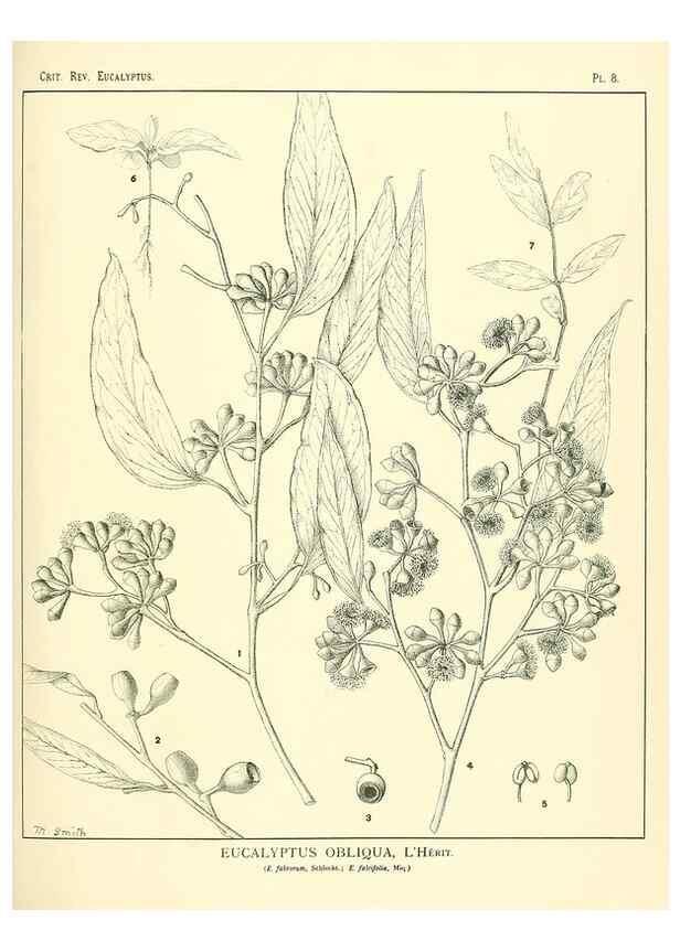 Reproducción/Reproduction 7374794766: A critical revision of the genus Eucalyptus,. Sydney,W. A. Gullick, government printer,1903-1933.