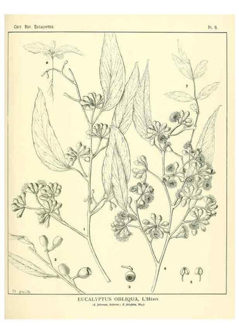 Reproducción/Reproduction 7374794766: A critical revision of the genus Eucalyptus,. Sydney,W. A. Gullick, government printer,1903-1933.