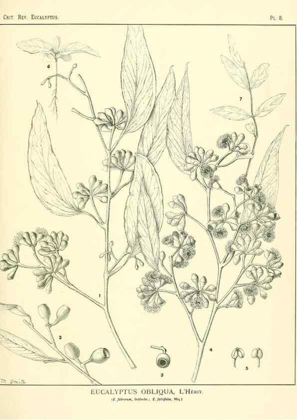 Reproducción/Reproduction 7374794766: A critical revision of the genus Eucalyptus,. Sydney,W. A. Gullick, government printer,1903-1933.