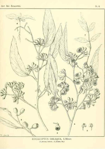 Reproducción/Reproduction 7374794766: A critical revision of the genus Eucalyptus,. Sydney,W. A. Gullick, government printer,1903-1933.