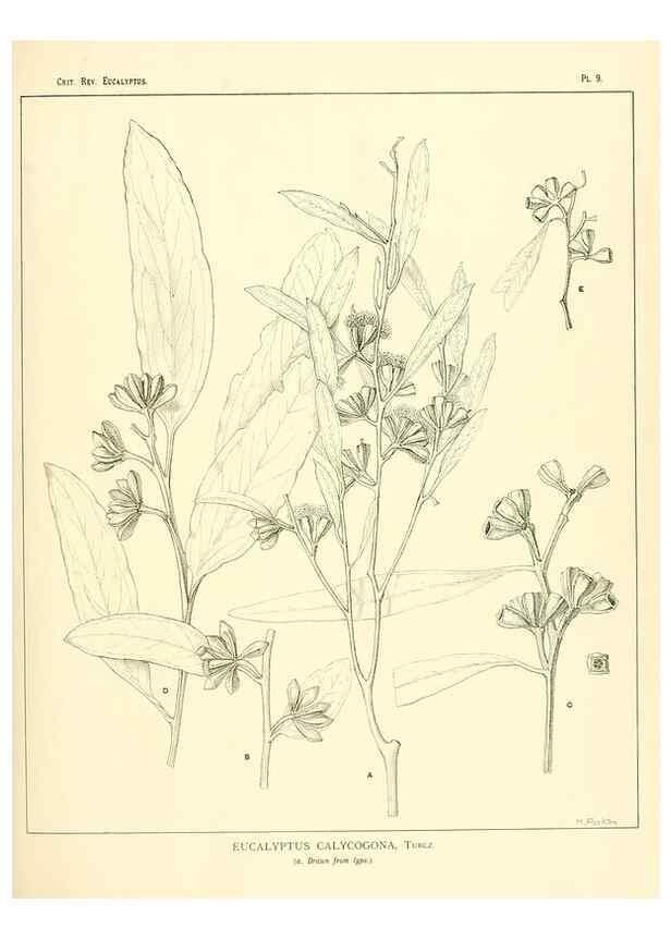 Reproducción/Reproduction 7374795734: A critical revision of the genus Eucalyptus,. Sydney,W. A. Gullick, government printer,1903-1933.
