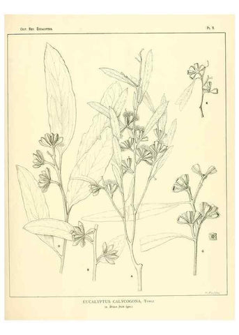Reproducción/Reproduction 7374795734: A critical revision of the genus Eucalyptus,. Sydney,W. A. Gullick, government printer,1903-1933.