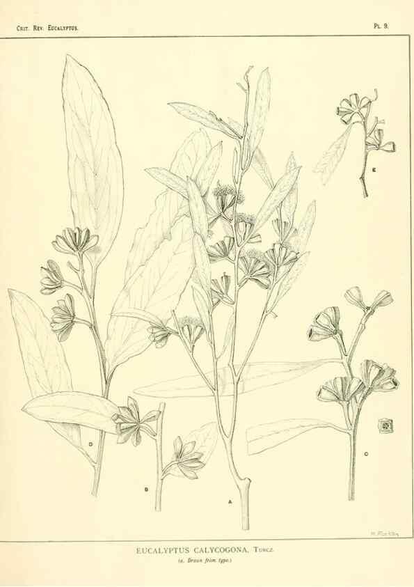Reproducción/Reproduction 7374795734: A critical revision of the genus Eucalyptus,. Sydney,W. A. Gullick, government printer,1903-1933.