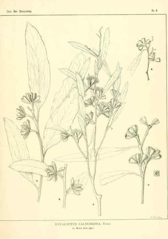 Reproducción/Reproduction 7374795734: A critical revision of the genus Eucalyptus,. Sydney,W. A. Gullick, government printer,1903-1933.