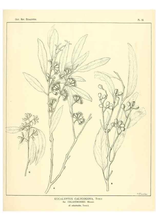 Reproducción/Reproduction 7374796906: A critical revision of the genus Eucalyptus,. Sydney,W. A. Gullick, government printer,1903-1933.