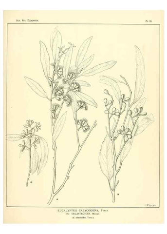 Reproducción/Reproduction 7374796906: A critical revision of the genus Eucalyptus,. Sydney,W. A. Gullick, government printer,1903-1933.