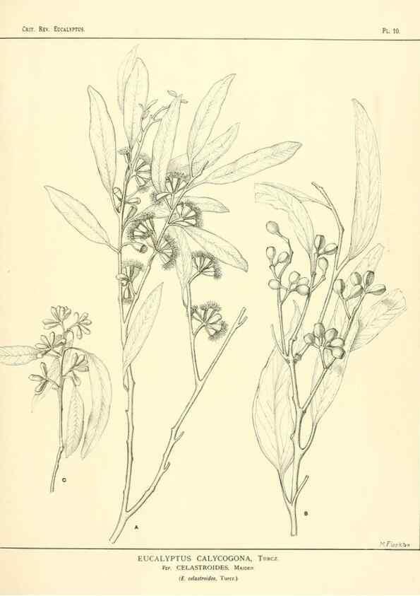 Reproducción/Reproduction 7374796906: A critical revision of the genus Eucalyptus,. Sydney,W. A. Gullick, government printer,1903-1933.