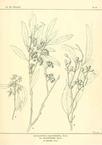 Reproducción/Reproduction 7374796906: A critical revision of the genus Eucalyptus,. Sydney,W. A. Gullick, government printer,1903-1933.