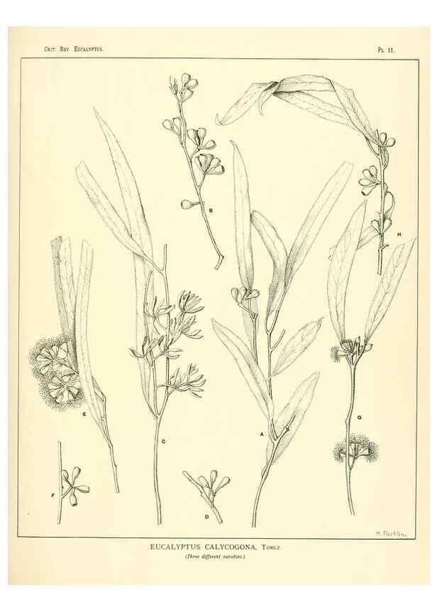 Reproducción/Reproduction 7374797896: A critical revision of the genus Eucalyptus,. Sydney,W. A. Gullick, government printer,1903-1933.