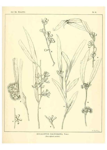 Reproducción/Reproduction 7374797896: A critical revision of the genus Eucalyptus,. Sydney,W. A. Gullick, government printer,1903-1933.