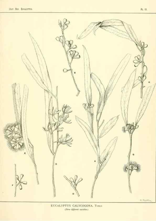 Reproducción/Reproduction 7374797896: A critical revision of the genus Eucalyptus,. Sydney,W. A. Gullick, government printer,1903-1933.