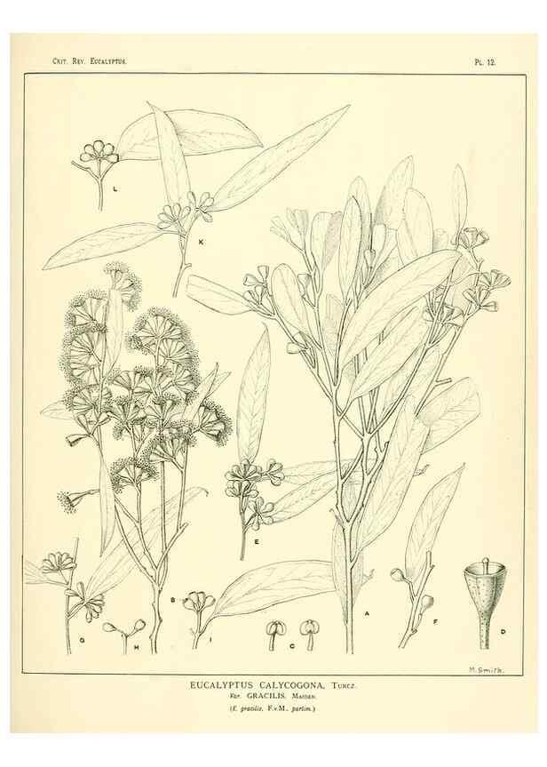 Reproducción/Reproduction 7189564617: A critical revision of the genus Eucalyptus,. Sydney,W. A. Gullick, government printer,1903-1933.