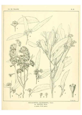 Reproducción/Reproduction 7189564617: A critical revision of the genus Eucalyptus,. Sydney,W. A. Gullick, government printer,1903-1933.