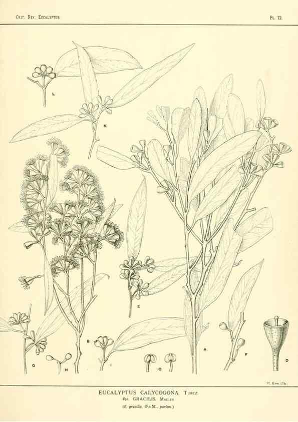 Reproducción/Reproduction 7189564617: A critical revision of the genus Eucalyptus,. Sydney,W. A. Gullick, government printer,1903-1933.