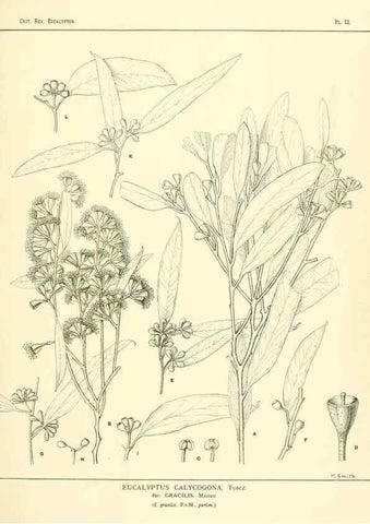 Reproducción/Reproduction 7189564617: A critical revision of the genus Eucalyptus,. Sydney,W. A. Gullick, government printer,1903-1933.