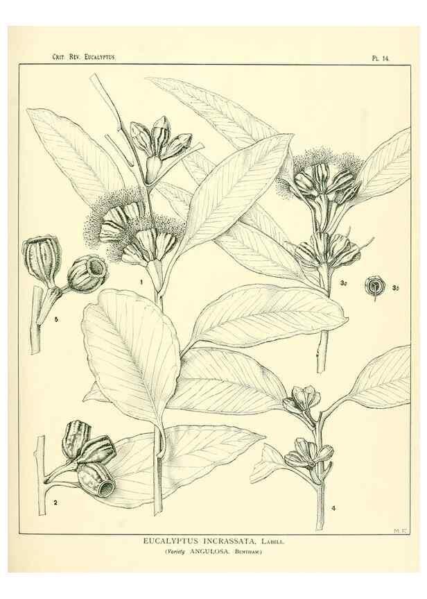Reproducción/Reproduction 7189566633: A critical revision of the genus Eucalyptus,. Sydney,W. A. Gullick, government printer,1903-1933.