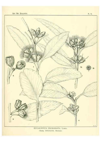Reproducción/Reproduction 7189566633: A critical revision of the genus Eucalyptus,. Sydney,W. A. Gullick, government printer,1903-1933.
