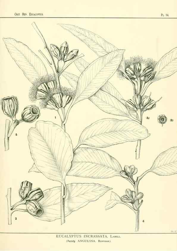 Reproducción/Reproduction 7189566633: A critical revision of the genus Eucalyptus,. Sydney,W. A. Gullick, government printer,1903-1933.
