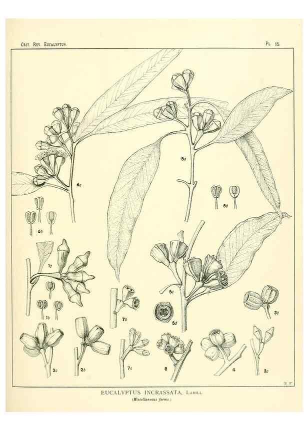 Reproducción/Reproduction 7189567795: A critical revision of the genus Eucalyptus,. Sydney,W. A. Gullick, government printer,1903-1933.