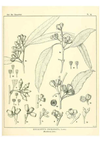 Reproducción/Reproduction 7189567795: A critical revision of the genus Eucalyptus,. Sydney,W. A. Gullick, government printer,1903-1933.