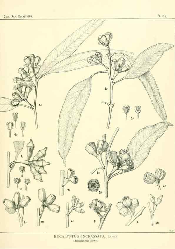 Reproducción/Reproduction 7189567795: A critical revision of the genus Eucalyptus,. Sydney,W. A. Gullick, government printer,1903-1933.