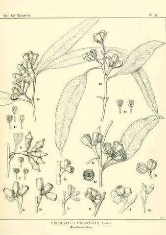 Reproducción/Reproduction 7189567795: A critical revision of the genus Eucalyptus,. Sydney,W. A. Gullick, government printer,1903-1933.