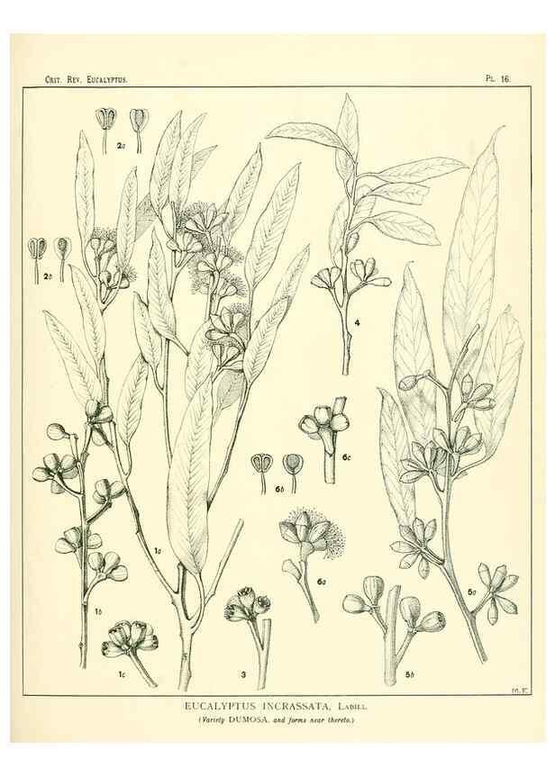 Reproducción/Reproduction 7374803034: A critical revision of the genus Eucalyptus,. Sydney,W. A. Gullick, government printer,1903-1933.