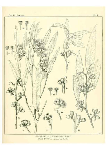 Reproducción/Reproduction 7374803034: A critical revision of the genus Eucalyptus,. Sydney,W. A. Gullick, government printer,1903-1933.