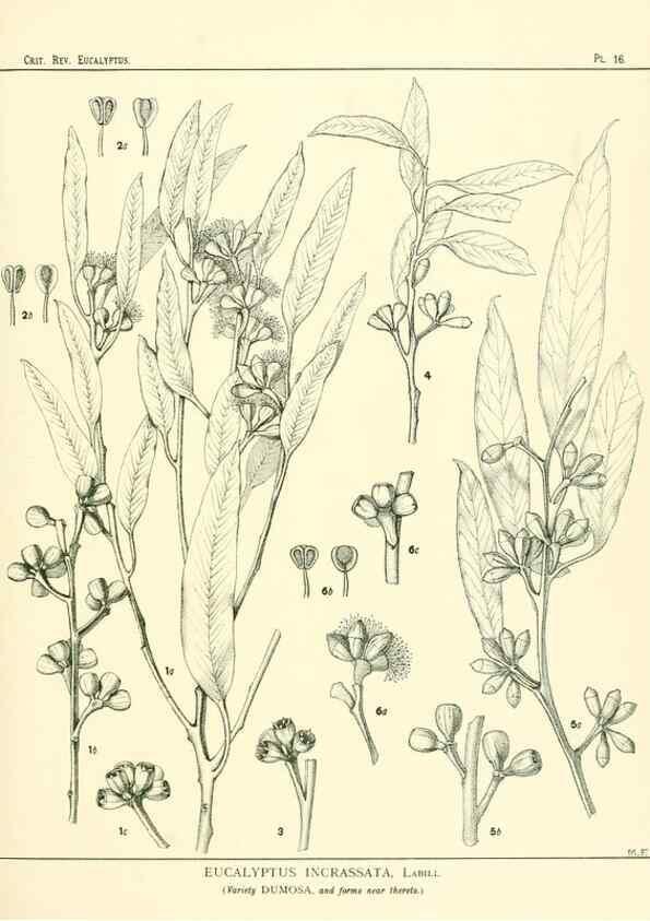 Reproducción/Reproduction 7374803034: A critical revision of the genus Eucalyptus,. Sydney,W. A. Gullick, government printer,1903-1933.