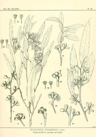 Reproducción/Reproduction 7374803034: A critical revision of the genus Eucalyptus,. Sydney,W. A. Gullick, government printer,1903-1933.