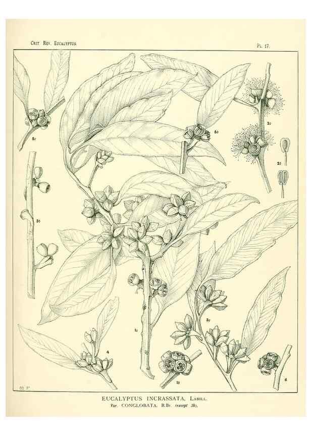 Reproducción/Reproduction 7189570137: A critical revision of the genus Eucalyptus,. Sydney,W. A. Gullick, government printer,1903-1933.