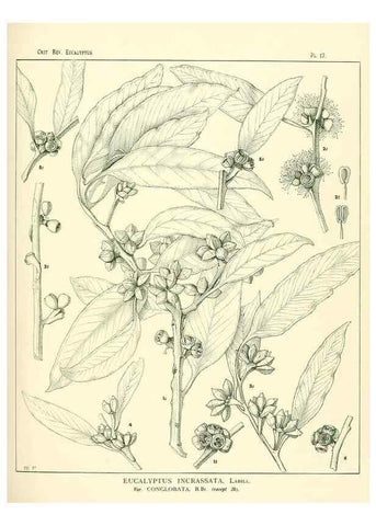 Reproducción/Reproduction 7189570137: A critical revision of the genus Eucalyptus,. Sydney,W. A. Gullick, government printer,1903-1933.