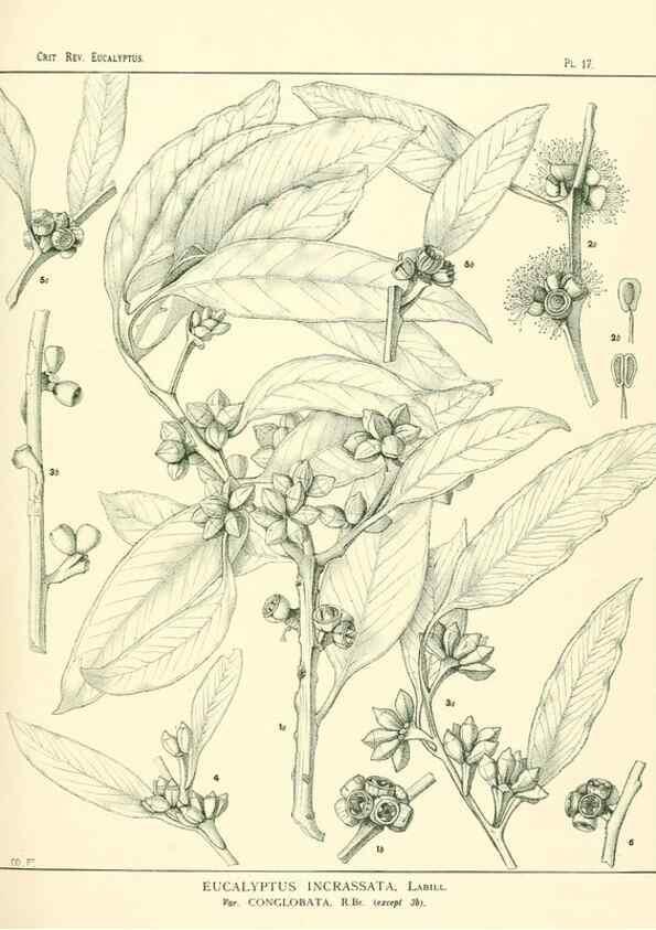 Reproducción/Reproduction 7189570137: A critical revision of the genus Eucalyptus,. Sydney,W. A. Gullick, government printer,1903-1933.