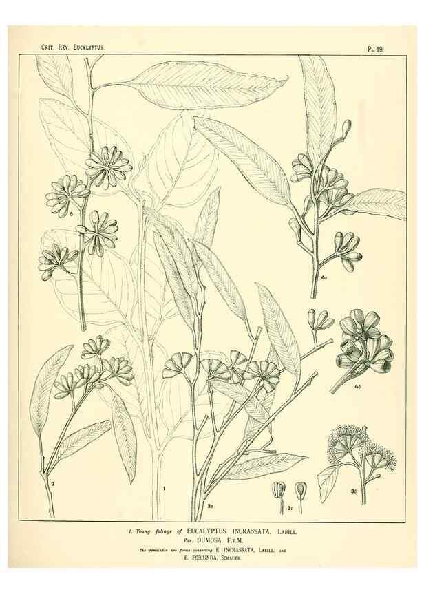 Reproducción/Reproduction 7374806382: A critical revision of the genus Eucalyptus,. Sydney,W. A. Gullick, government printer,1903-1933.