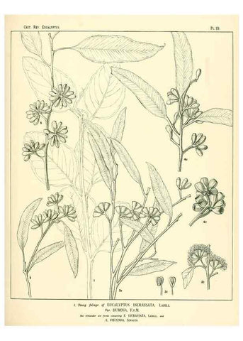 Reproducción/Reproduction 7374806382: A critical revision of the genus Eucalyptus,. Sydney,W. A. Gullick, government printer,1903-1933.