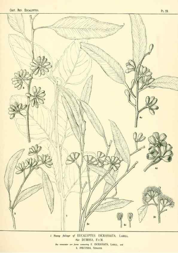 Reproducción/Reproduction 7374806382: A critical revision of the genus Eucalyptus,. Sydney,W. A. Gullick, government printer,1903-1933.