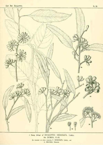 Reproducción/Reproduction 7374806382: A critical revision of the genus Eucalyptus,. Sydney,W. A. Gullick, government printer,1903-1933.